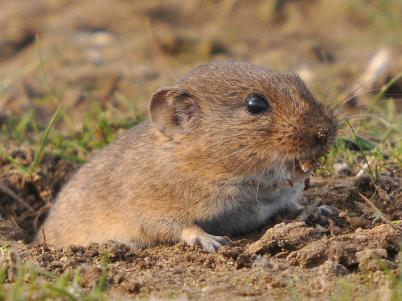 Feldmaus