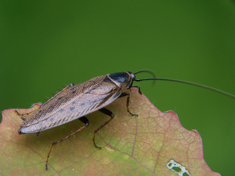 Waldschabe