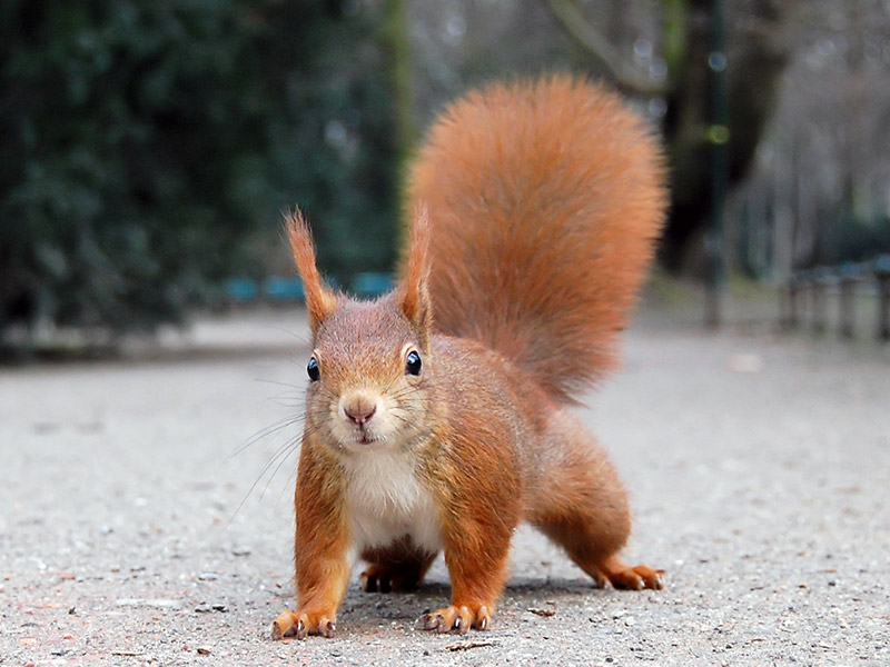 Europäisches Eichhörnchen