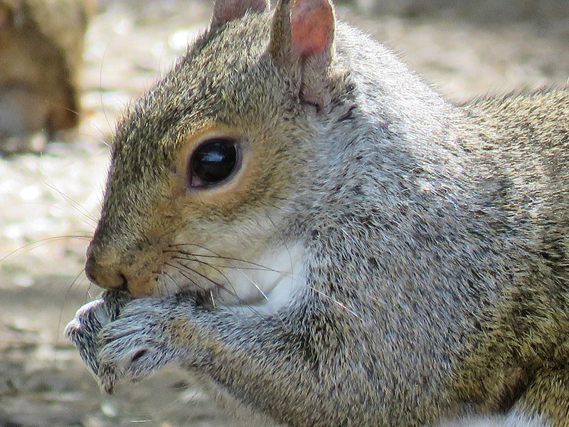 Grauhörnchen