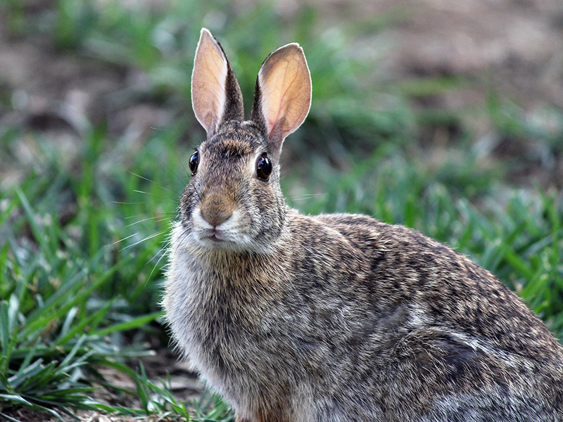 Kaninchen