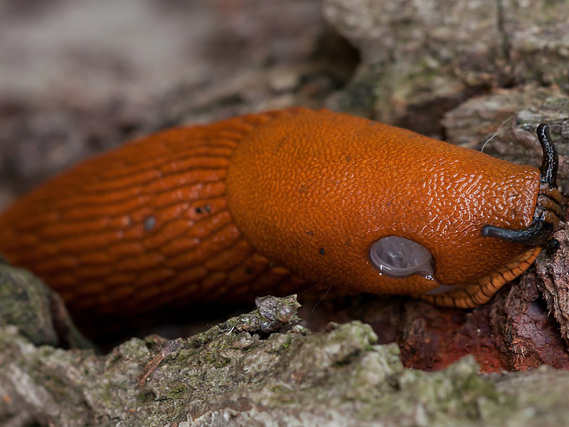 Nacktschnecke